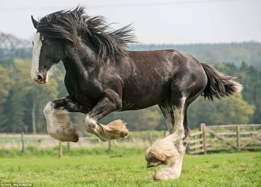 HAY FARM HEAVY HORSE CENTRE